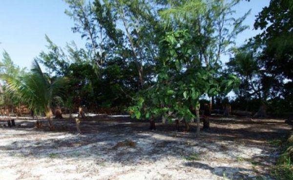 Sandy-Lot-with-some-mature-trees-1-488x326