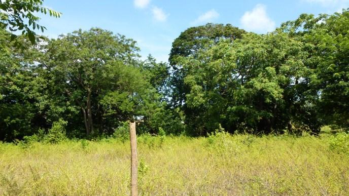 Listing ID: URE0495, Bambu Utila, Bay Islands, HN - Tropical Property At Bamboo Hill, Photo #