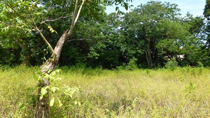 Listing ID: URE0495, Bambu Utila, Bay Islands, HN - Tropical Property At Bamboo Hill, Photo #