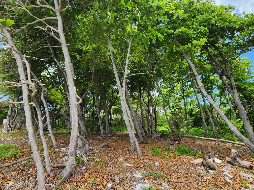 Listing ID: URE0663, Big Rock Utila, Bay Islands, HN - Big Rock, Oceanfront, Lot 13, Photo #