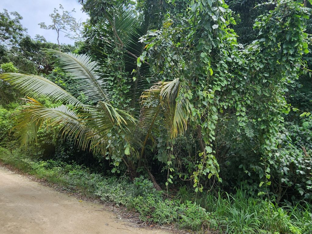 Listing ID: URE0669, Pumpkin Hill Utila, Bay Islands, HN - Bat Cave Splendor, Photo #
