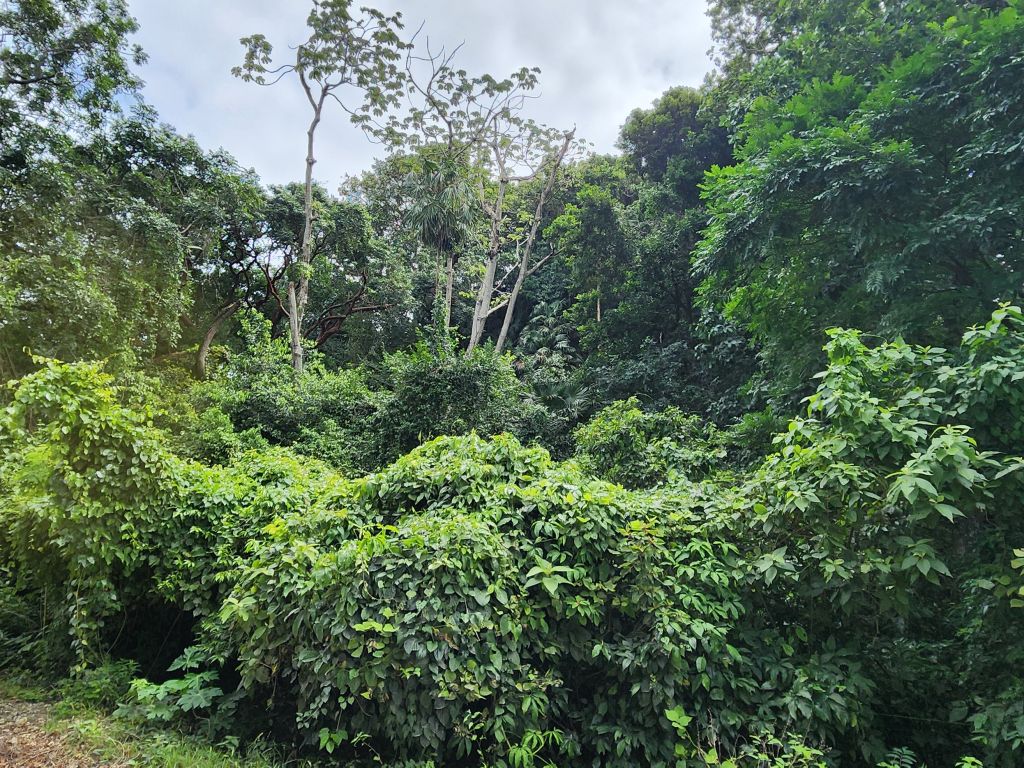 Listing ID: URE0669, Pumpkin Hill Utila, Bay Islands, HN - Bat Cave Splendor, Photo #