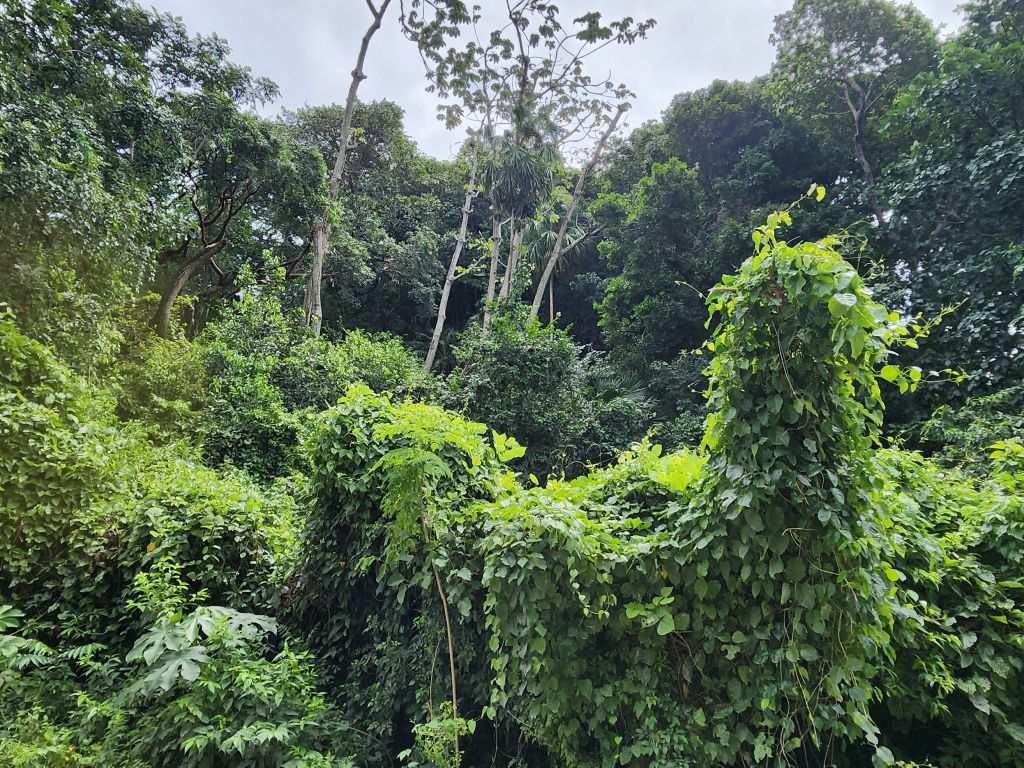 Listing ID: URE0669, Pumpkin Hill Utila, Bay Islands, HN - Bat Cave Splendor, Photo #