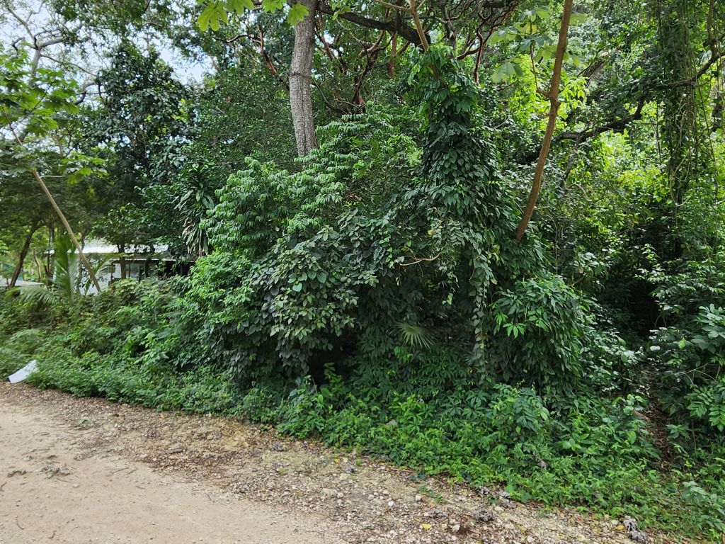 Listing ID: URE0669, Pumpkin Hill Utila, Bay Islands, HN - Bat Cave Splendor, Photo #