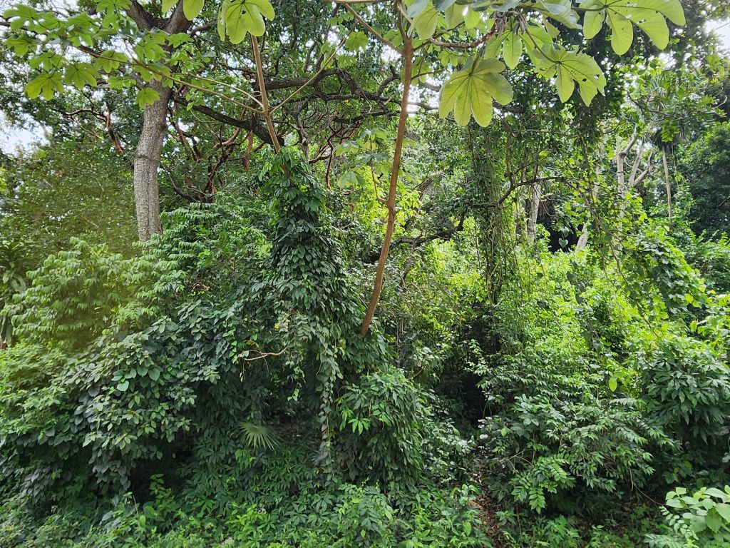 Listing ID: URE0669, Pumpkin Hill Utila, Bay Islands, HN - Bat Cave Splendor, Photo #