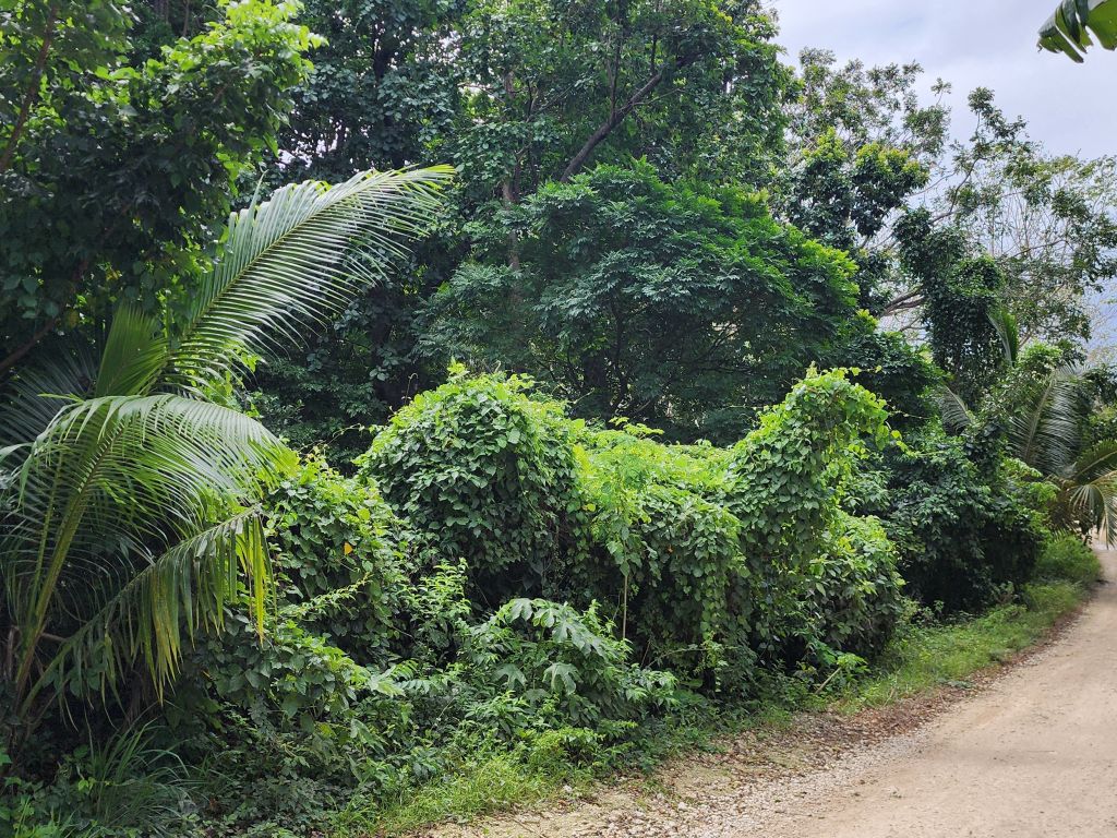 Listing ID: URE0669, Pumpkin Hill Utila, Bay Islands, HN - Bat Cave Splendor, Photo #
