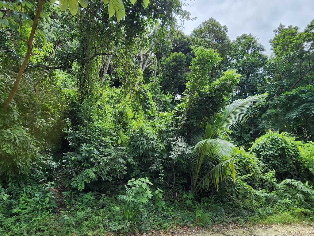 Listing ID: URE0669, Pumpkin Hill Utila, Bay Islands, HN - Bat Cave Splendor, Photo #