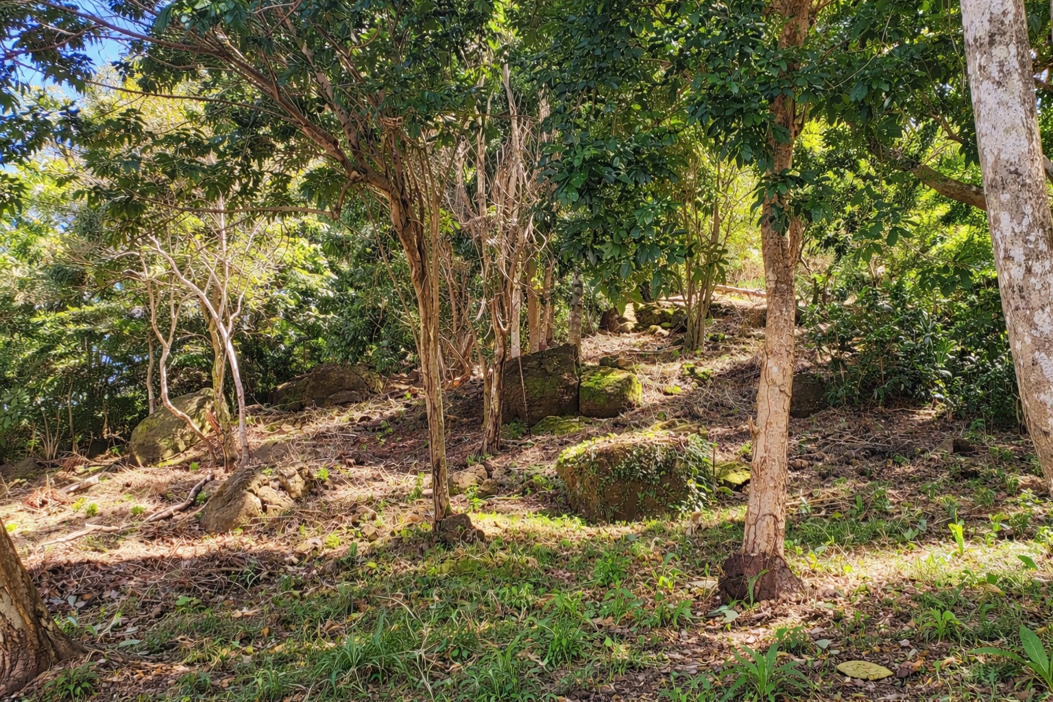 Listing ID: URE0699, sadasda Utila, Bay Islands, HN - North View Pumpkin Hill Lot, Photo #