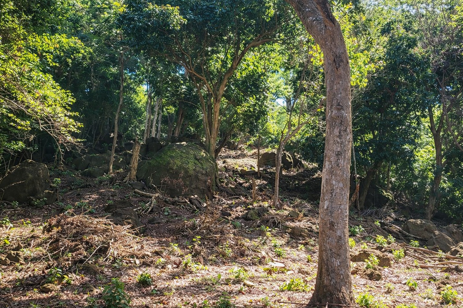 Listing ID: URE0699, sadasda Utila, Bay Islands, HN - North View Pumpkin Hill Lot, Photo #