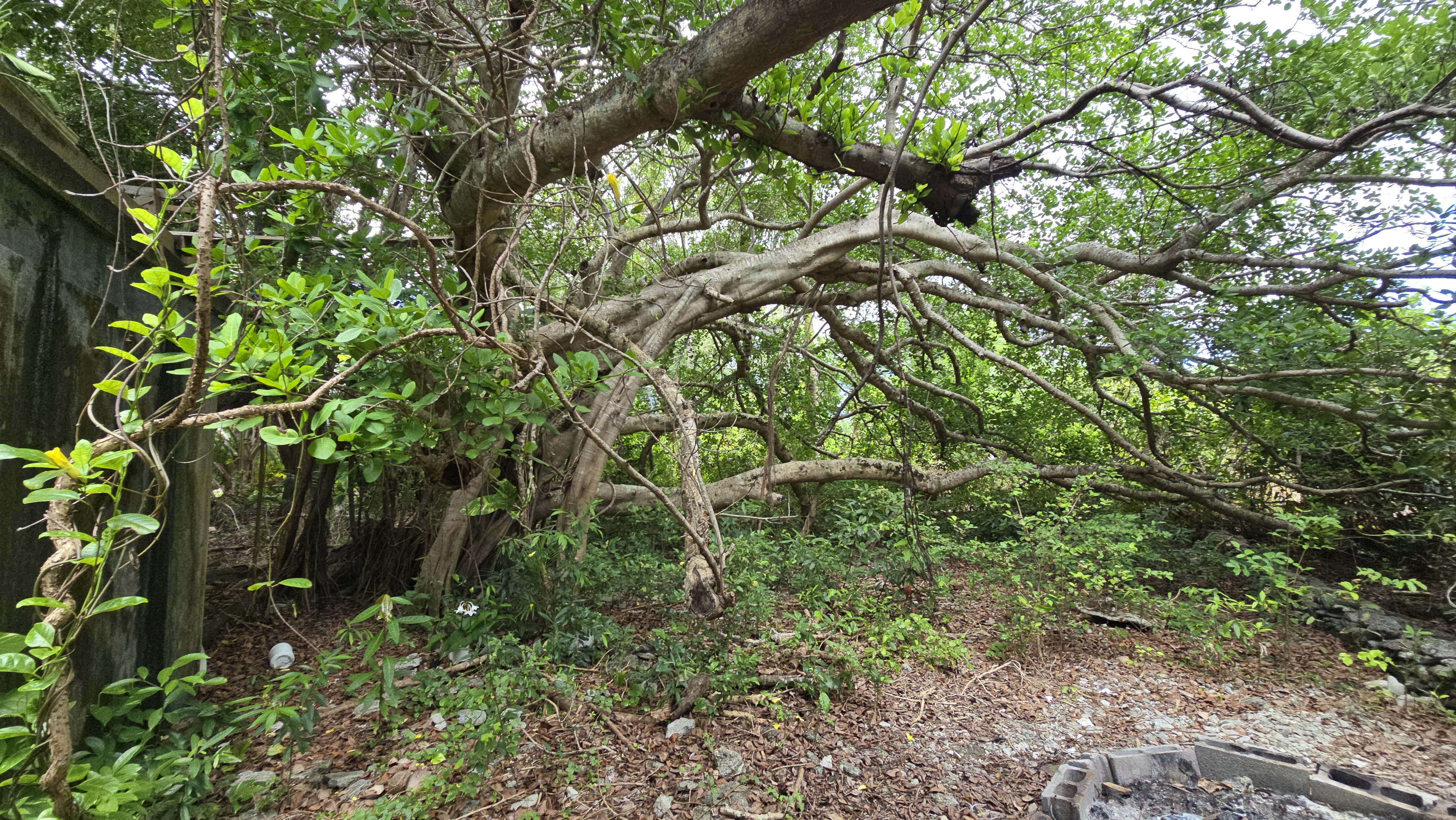 Listing ID: URE0701, Mariners Landing Utila, Bay Islands, HN - Green Haven Retreat, Photo #