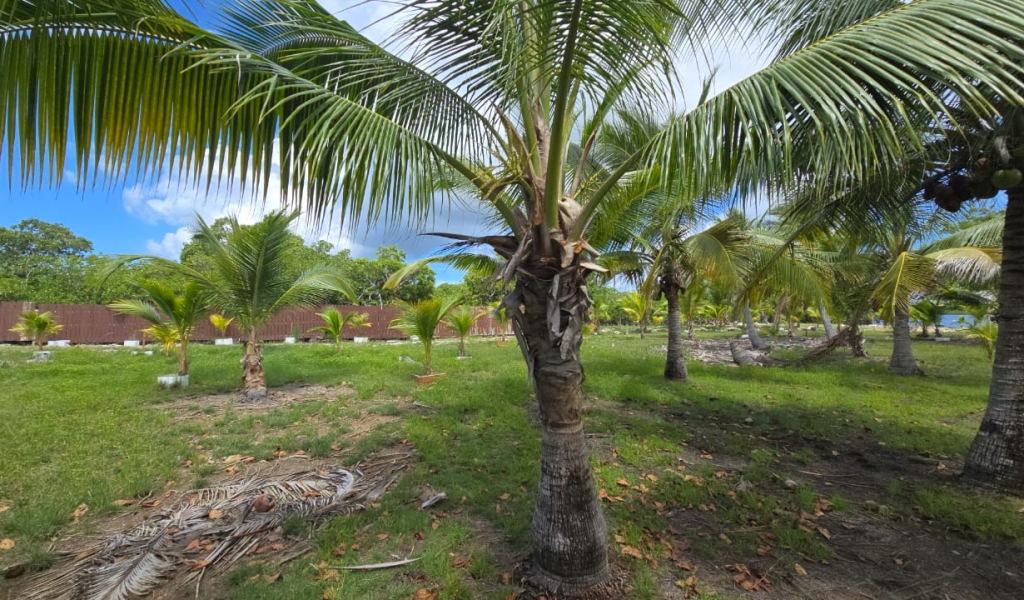 Listing ID: URE0704, Coconut Cove Utila, Bay Islands, HN - Coconut Cove Lot 3, Photo #