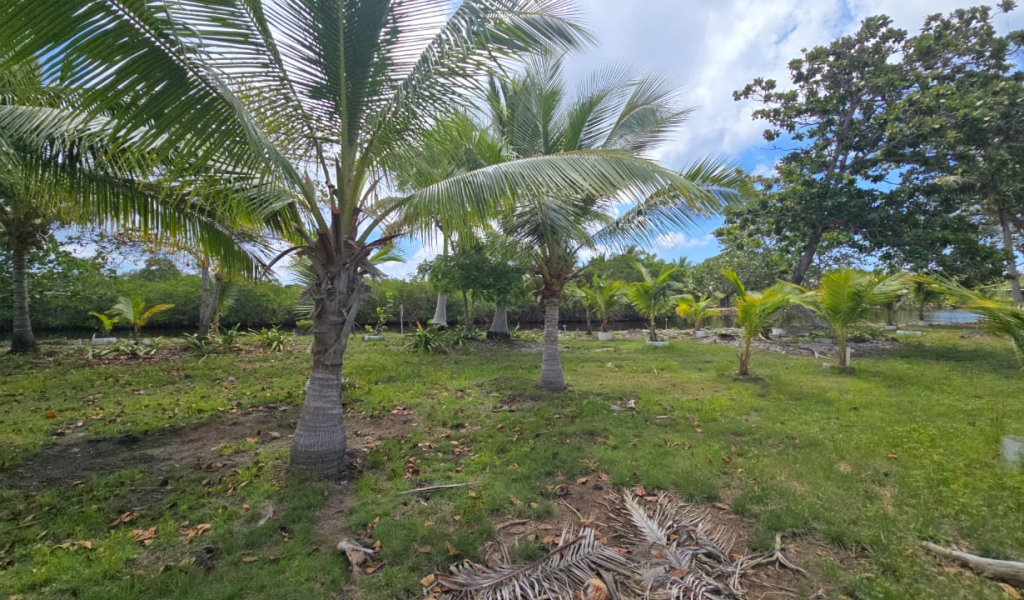 Listing ID: URE0704, Coconut Cove Utila, Bay Islands, HN - Coconut Cove Lot 3, Photo #