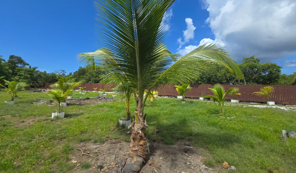 Listing ID: URE0704, Coconut Cove Utila, Bay Islands, HN - Coconut Cove Lot 3, Photo #